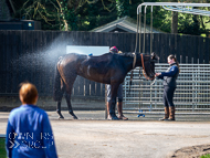 WG250322-81 - Here Hare Here washdown after schooling